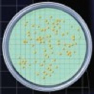 NPS per la rilevazione dei batteri nel vino cf.50 piastre - 1230